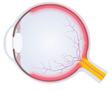 Grafik Auge im Querschnitt mit Netzhautdarstellung