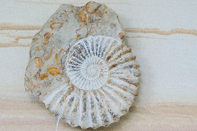 Versteinerter Ammonit