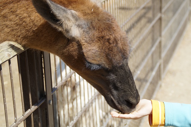 Kinderhand füttert Lama