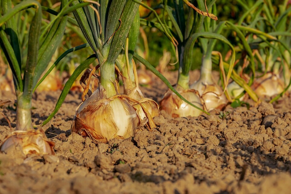 Regionaler Zwiebelanbau auf dem Acker